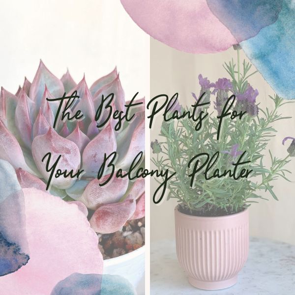 The Best Plants for Your Balcony Planter