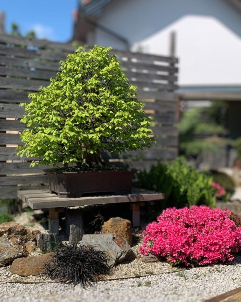 Designing Your Bonsai Garden Layout Ideas
