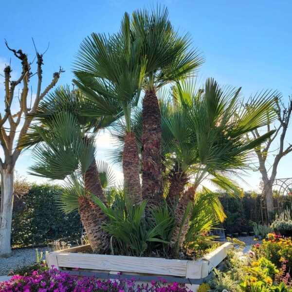 Discover 6 The Best Palm Trees For Backyard DECORECTNIC   Discover 6 The Best Palm Trees For Backyard 01 600x600 