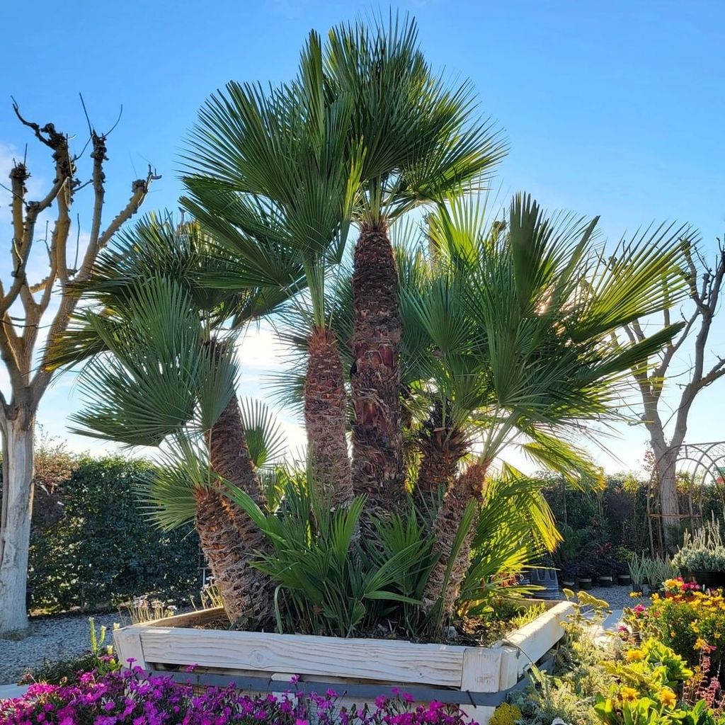 Discover The Best Palm Trees for Backyard