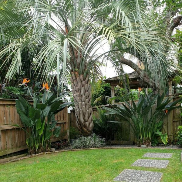 Discover 6 The Best Palm Trees For Backyard DECORECTNIC   Discover 6 The Best Palm Trees For Backyard 04 600x600 