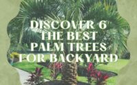 Discover The Best Palm Trees for Backyard